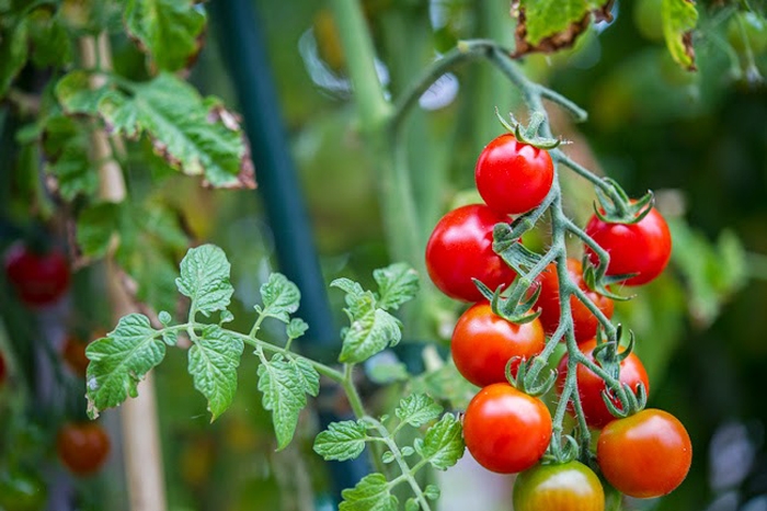 Cà chua bi có quả tròn hoặc dài, vị ngọt hơn so với cà chua thường.