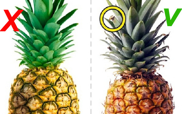 Nếu trái dứa có màu vàng tươi từ cuống cho đến phần cuối hoặc vài chỗ hơi xanh thì trái đã chín, ngọt