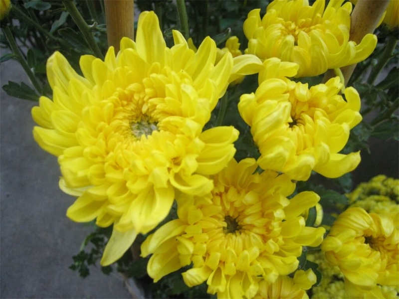 Hoa cúc vàng là bài thuốc dân gian chữa đau răng vô cùng đơn giản