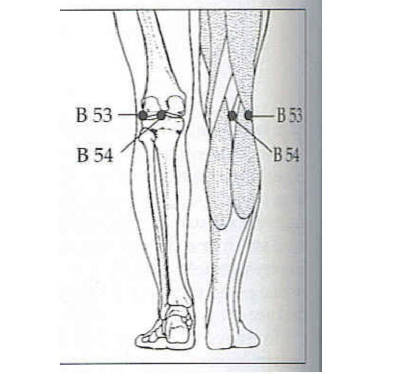 Vị trí sau đầu gối B54